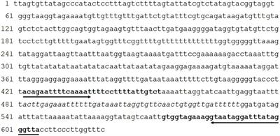 Development of real-time and lateral flow recombinase polymerase amplification assays for rapid detection of Schistosoma mansoni